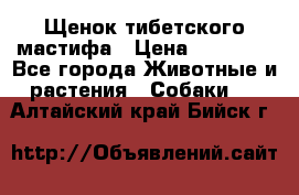 Щенок тибетского мастифа › Цена ­ 60 000 - Все города Животные и растения » Собаки   . Алтайский край,Бийск г.